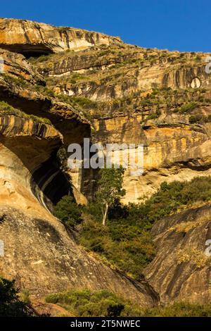 Ein einzelnes Yellowwood, scheinbar klein vor der hohen Sandsteinklippe im Golden Gate Highlands National Park, Südafrika. Stockfoto