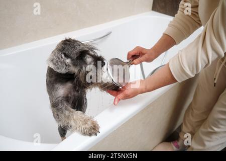 Eine Frau, die einen kleinen Schnauzer-Hund im Badezimmer wäscht. Stockfoto