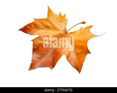 Platane Herbsttrockenes braunes Blatt isoliert auf weißem Hintergrund. Platanus orientalis oder Alte Welt Platanus Platanus Herbstlaub. Stockfoto