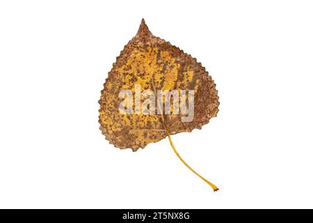 Herbstlich trockenes, braun gepunktetes Pappelblatt mit Adern auf weißem Hintergrund. Herbstgelbes Laub. Stockfoto