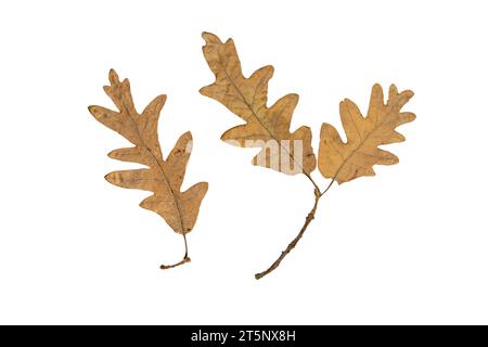 Eichenbaum Herbst trockenes braunes Blatt und Zweig isoliert auf weißem Hintergrund. Abaxiale Oberfläche oder Unterseite des Sturzblatts. Stockfoto