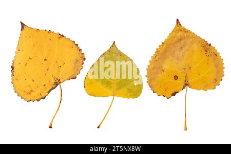 Populus nigra oder schwarze Pappel herbstliche gelbe Blätter auf weißem Hintergrund. Abaxiale Oberfläche oder Unterseite des Sturzblatts. Stockfoto