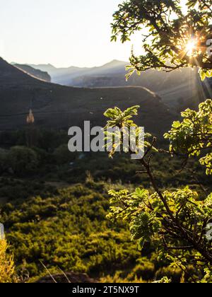 Am späten Nachmittag strahlt Sonnenlicht durch die Blätter eines Oldwood-Baumes im Golden Gate Highlands National Park in Südafrika. Stockfoto