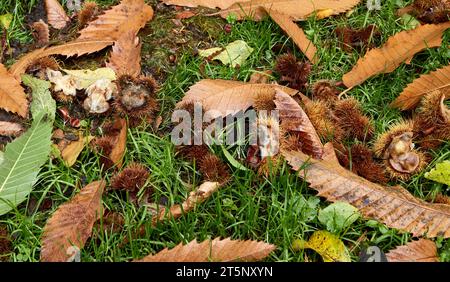 Auf einer Auffahrt in den North Yorkshire Dales, ein Teppich aus Reifen, süßen Kastanien, die vom Sturm Babet niedergeblasen wurden. England, Großbritannien Stockfoto