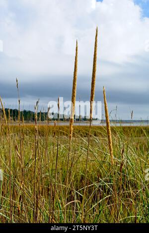 Nahaufnahme von Salzwassergras entlang embayment auf Great Island auf Cape Cod unter bewölktem Himmel Stockfoto