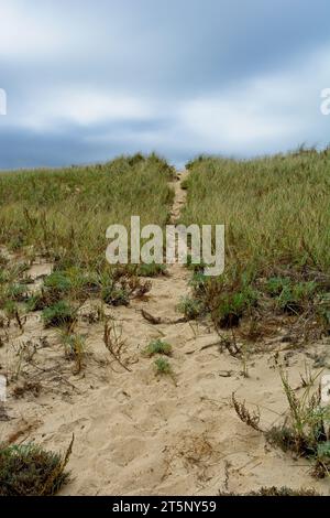 Wandern Sie über Sanddünen auf Great Island in Wellfleet unter bewölktem Himmel Stockfoto