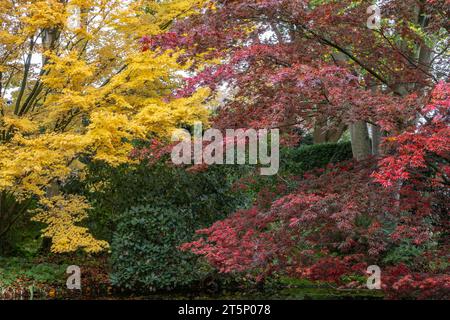 Japanische Fanahorn (Acer palmatum Sangu Kaku und Trompenburg), Herbstlaub, Emsland, Niedersachsen, Deutschland Stockfoto