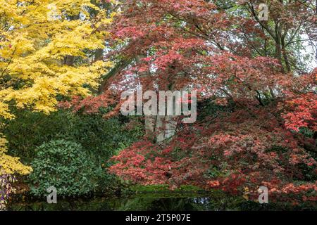 Japanische Fanahorn (Acer palmatum Sangu Kaku und Trompenburg), Herbstlaub, Emsland, Niedersachsen, Deutschland Stockfoto