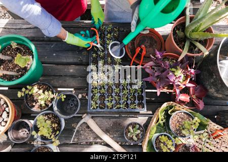 Draufsicht männliche Gärtnerin, die bewässernde Sämling-Pflanzen beschneidet Stockfoto