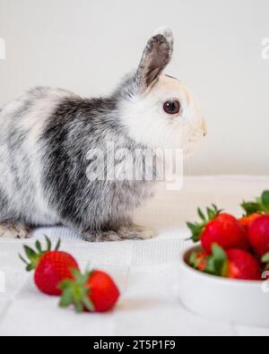 Von der Seite aus sehen Sie süße Hasen-Erdbeeren Stockfoto