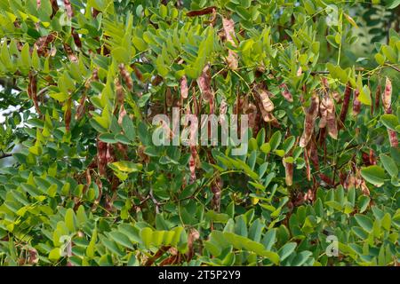 Robinie, Gewöhnliche Robinie, Gewöhnliche Scheinakazie, Scheinakazie, Schein-Akazie, Falsche Akazie, Frucht, Früchte, Schoten, Robinia pseudoacacia, F Stockfoto