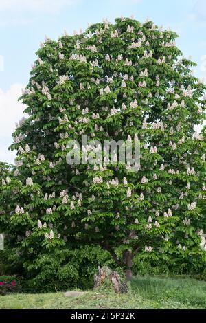 Gewöhnliche Rosskastanie, Rosskastanie, Ross-Kastanie, Kastanie, blühend, Blüten, Aesculus hippocastanum, Rosskastanie, Rosskastanie, Konkerbaum, Stockfoto