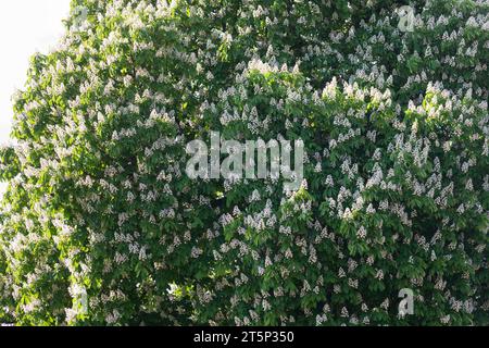 Gewöhnliche Rosskastanie, Rosskastanie, Ross-Kastanie, Kastanie, blühend, Blüten, Aesculus hippocastanum, Rosskastanie, Rosskastanie, Konkerbaum, Stockfoto