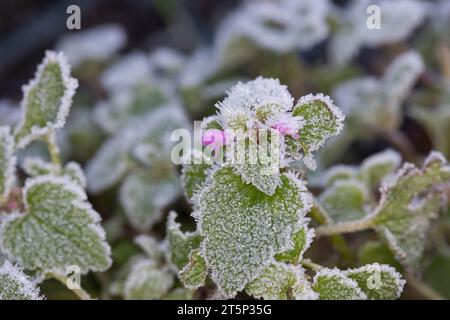 Roter Taubnessel, purpurroter Taubnessel, Lamium purpureum, rote Tothnessel, lila Tothnessel, rote tote Brennnessel, lila tote Brennnessel, rote tote Brennnessel, pur Stockfoto