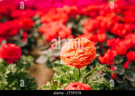 Schließen Sie schöne Ringelblume vor verschwommenem Hintergrund Stockfoto