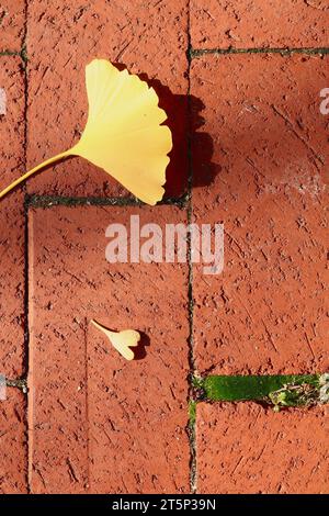 Gehweg Natur Nahaufnahme mit gelben Ginkgo-Blättern und grünem Moos Stockfoto