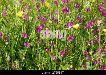 SAAT-Wicke, Saatwicke, Futter-Wicke, Futterwicke, Vicia sativa, gewöhnliche Wicke, Gartenwicke, Tare, Wicke Stockfoto