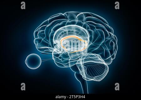 Fornix-Profil-Röntgenansicht 3D-Rendering-Illustration. Menschliches Gehirn und limbisches System Anatomie, Medizin, Gesundheitswesen, Biologie, Wissenschaft, Neurowissenschaft, Neuro Stockfoto