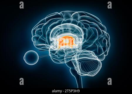 3D-Darstellung des Profils des dritten Hirnventrikels. Menschliches Gehirn und Ventrikelsystem Anatomie, Medizin, Gesundheitswesen, Biologie, Scien Stockfoto