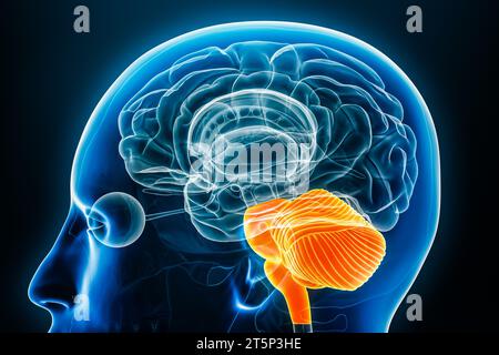 Hinterhirn- oder Rhombencephalon-Röntgenprofil Nahansicht 3D-Rendering-Illustration mit Körperkonturen. Menschliche Gehirnanatomie, Medizin, Biologie, Wissenschaft, Stockfoto
