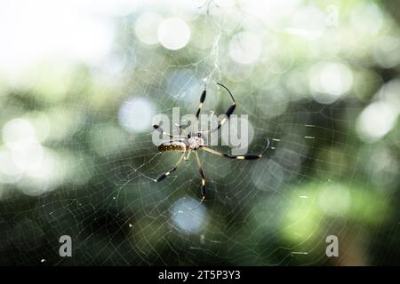 Exotic Spinnennetz Nahaufnahme Stockfoto