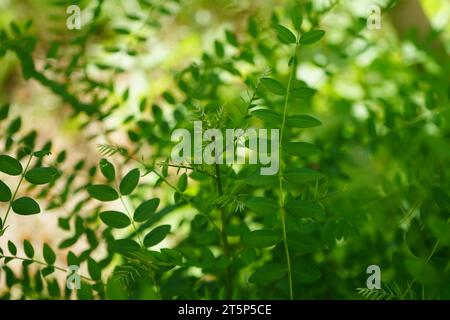 Lakritze, Lakritze oder Süßholz (Glycyrrhiza glabra) Stockfoto