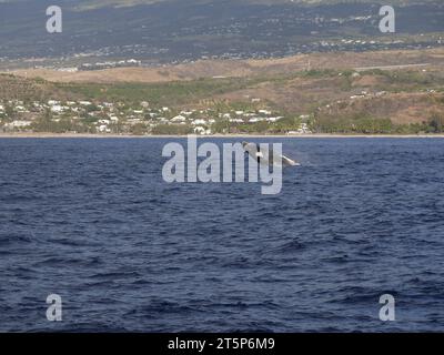 Springender Buckelwal auf der Insel Reunion Stockfoto