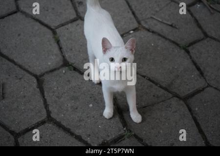Weiße Hauskatze auf Beton Stockfoto