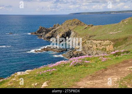 An einem hellen Frühlingstag windet sich der von Pink Thrift gesäumte South West Coat Path um die Landzunge in Richtung Cudden Point in der Nähe der Preußischen Bucht in Cornwall. Stockfoto