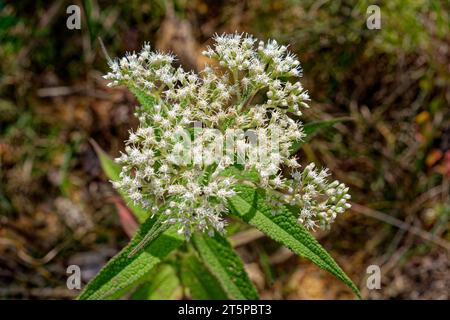 Gruppen von weißen Blumen in der Blüte mit kleinen Samen in der Mitte einer Wildblumenpflanze, die allgemein als amerikanischer Boneset bezeichnet wird, haben viele Namen Stockfoto