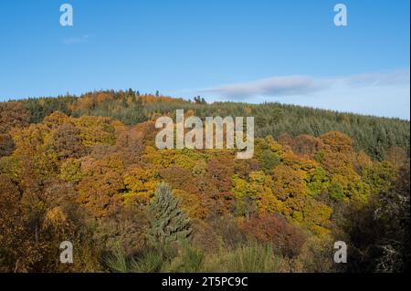 Rothes Glen, Speyside, Moray, Großbritannien. November 2023. Dies sind die Herbstfarben auf den Bäumen in Rothes Glen, Teil des Malt Whisky Trail. Quelle: JASPERIMAGE/Alamy Live News Stockfoto