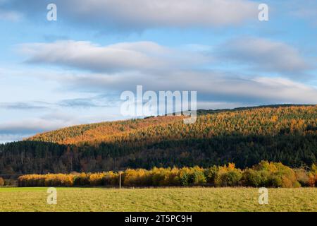 Rothes Glen, Speyside, Moray, Großbritannien. November 2023. Dies sind die Herbstfarben auf den Bäumen in Rothes Glen, Teil des Malt Whisky Trail. Quelle: JASPERIMAGE/Alamy Live News Stockfoto
