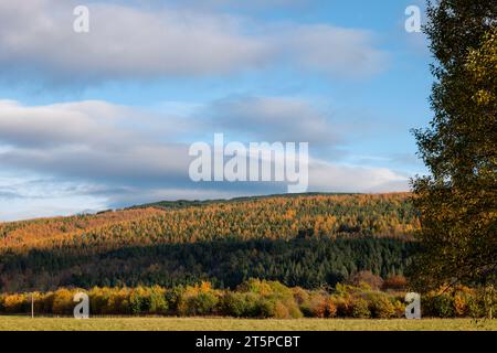 Rothes Glen, Speyside, Moray, Großbritannien. November 2023. Dies sind die Herbstfarben auf den Bäumen in Rothes Glen, Teil des Malt Whisky Trail. Quelle: JASPERIMAGE/Alamy Live News Stockfoto