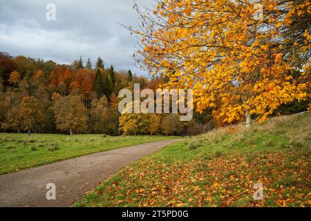 Herbstliche Farben auf dem Weg zum Fluss Lowther, Penrith, Cumbria, Großbritannien Stockfoto