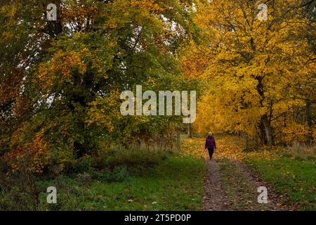 Herbstspaziergang auf einem Waldweg, Lowther Estate, Penrith, Cumbria, Großbritannien Stockfoto