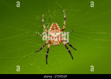 Kreuzende Orbweaver-Spinne, die auf ihre nächste Beute wartet, die im Netz mit verschwommenem Hintergrund und Kopierraum gefangen wird Stockfoto