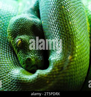 Grüner Baum Pythonkopf und Schuppen aus nächster Nähe Stockfoto