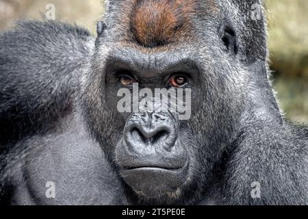 (Gorilla Gorilla Gorilla) Stockfoto