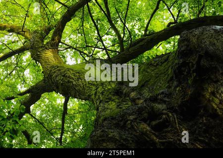 Ich schaue auf eine T-Shirt-Krone. Künstlerischer Wald. Von unten. Mutter Natur Stockfoto