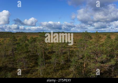 Blick vom Aussichtsturm in Richtung Sumpf im Kurjenrahka Nationalpark, Finnland. Stockfoto