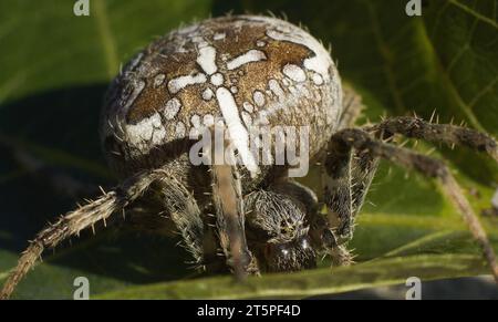 Aaraneus diadematus Cross Orbflechter aus nächster Nähe Stockfoto
