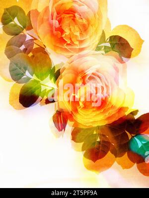 ZEITGENÖSSISCHE KUNST: Königin Elizabeth Roses (lat: rosa floribunda), geeignet für Grußkarten-Design Stockfoto