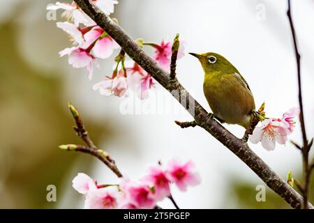 Warbeling White Eye (Zosterops japonicus) aus Amami Oshima, Ryukyu-Inseln, Südjapan. Stockfoto