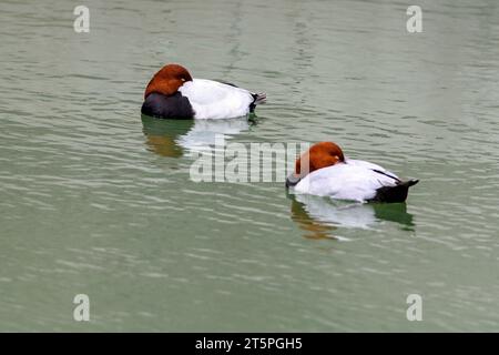 Pochard (Aythya ferina) von der Insel Amami Oshima (Ryukyu-Inseln, Japan). Stockfoto