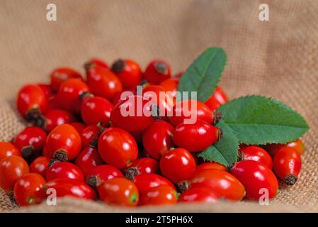 Reife Hagebutten in einer Nahaufnahme Stockfoto
