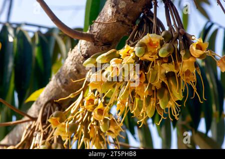 Durianische Blüten (Durio zibethinus), König der Früchte, blühend aus dem Baumzweig. Stockfoto