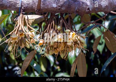 Durianische Blüten (Durio zibethinus), König der Früchte, blühend aus dem Baumzweig. Stockfoto