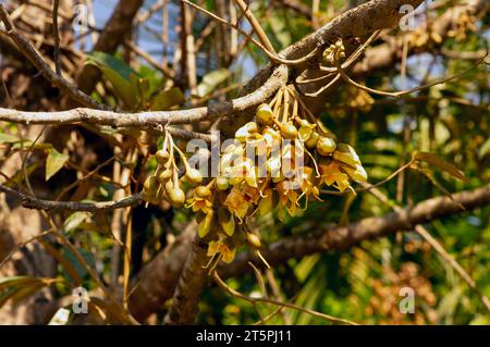 Durianische Blüten (Durio zibethinus), König der Früchte, blühend aus dem Baumzweig. Stockfoto