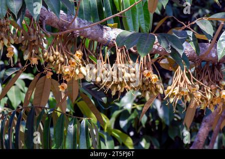 Durianische Blüten (Durio zibethinus), König der Früchte, blühend aus dem Baumzweig. Stockfoto