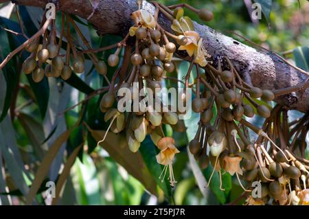 Durianische Blüten (Durio zibethinus), König der Früchte, blühend aus dem Baumzweig. Stockfoto